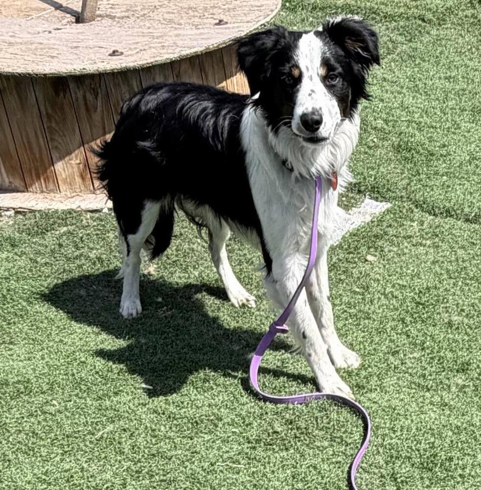 Finley #5231, a Adoptable mixed breed in Ware, MA image 5/5