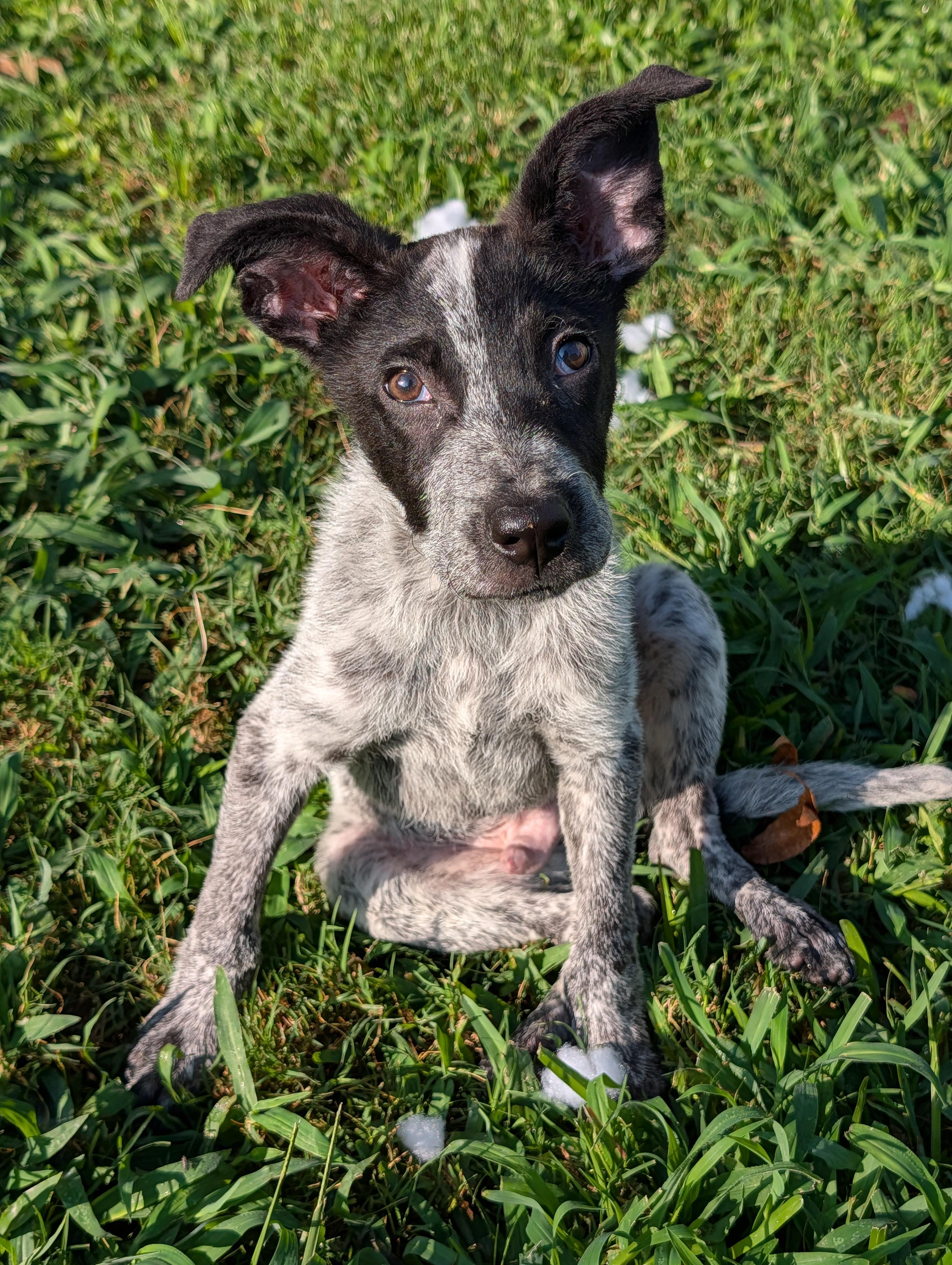 Enlarge Baby, a Adoptable mixed breed in Baton Rouge, LA image 4/6