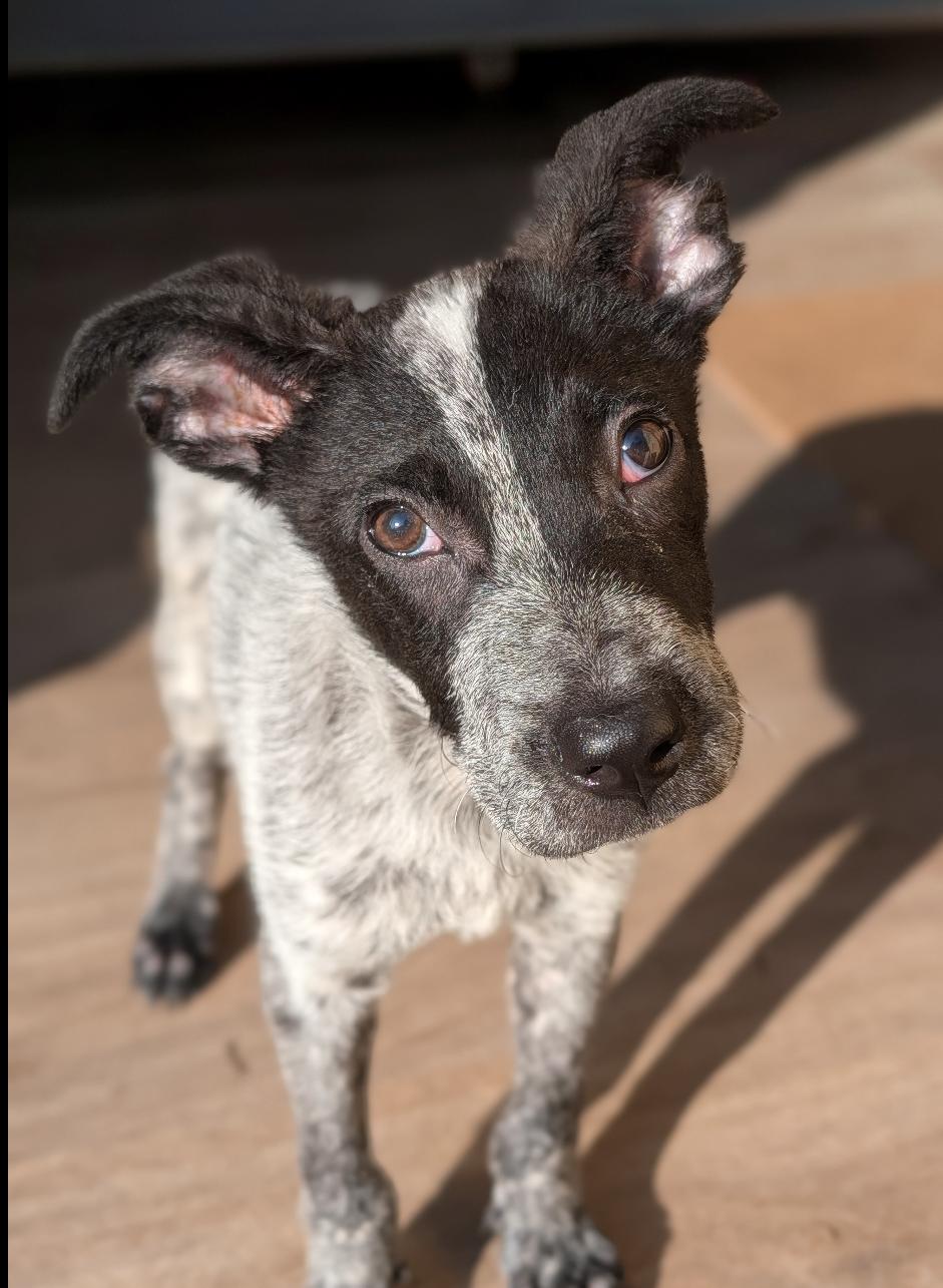 Baby, Adoptable, Puppy Male Australian Cattle Dog / Blue Heeler.