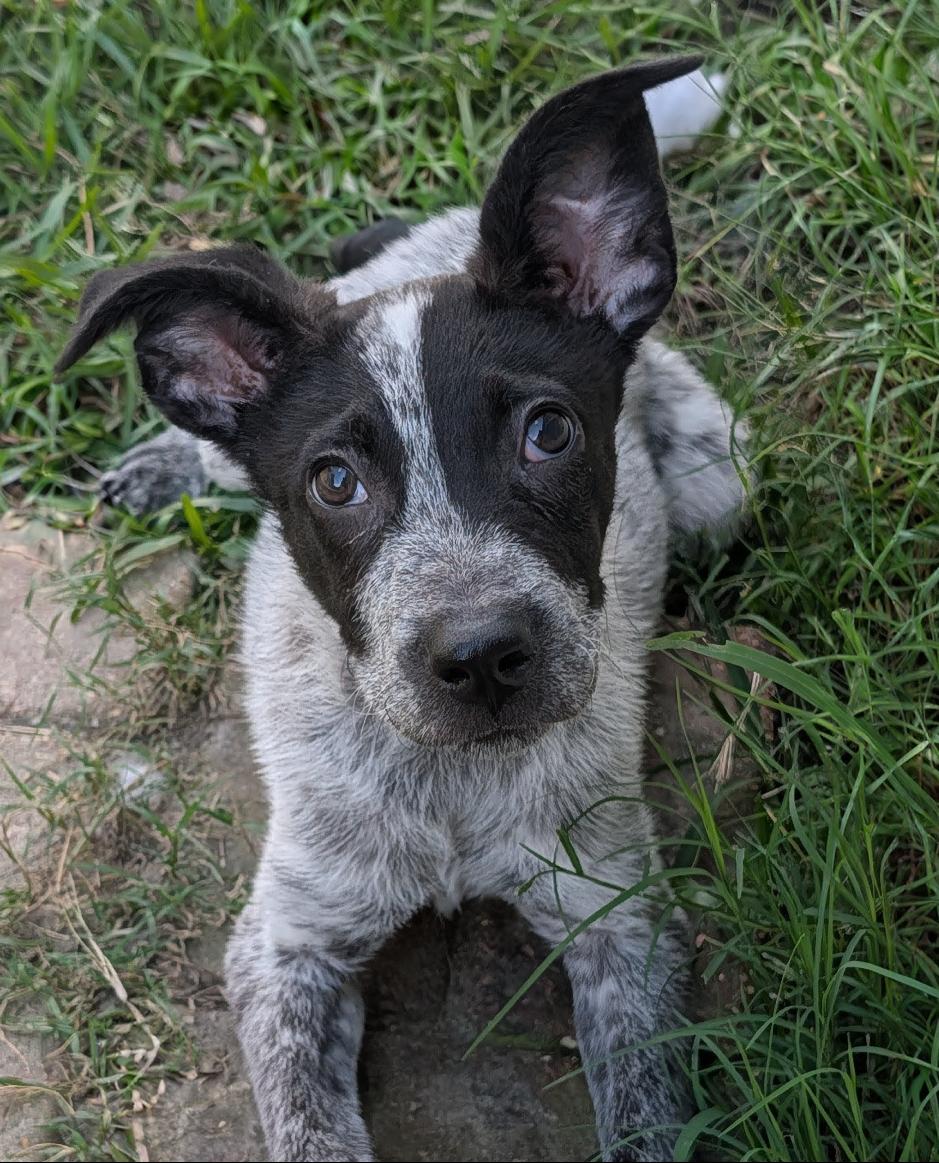 Enlarge Baby, a Adoptable mixed breed in Baton Rouge, LA image 5/6