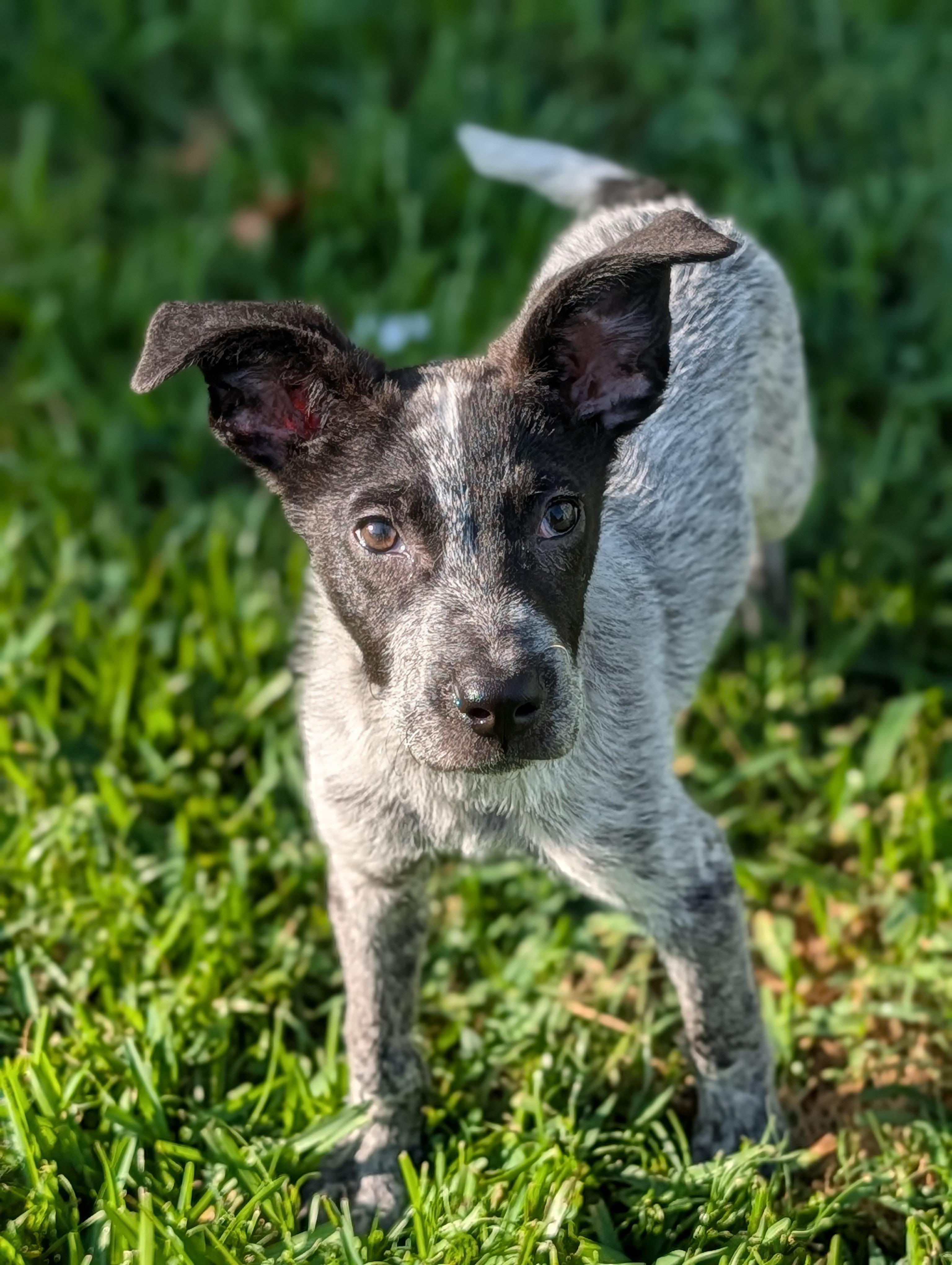Enlarge Baby, a Adoptable mixed breed in Baton Rouge, LA image 3/6