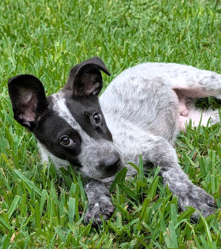 Enlarge Baby, a Adoptable mixed breed in Baton Rouge, LA image 6/6