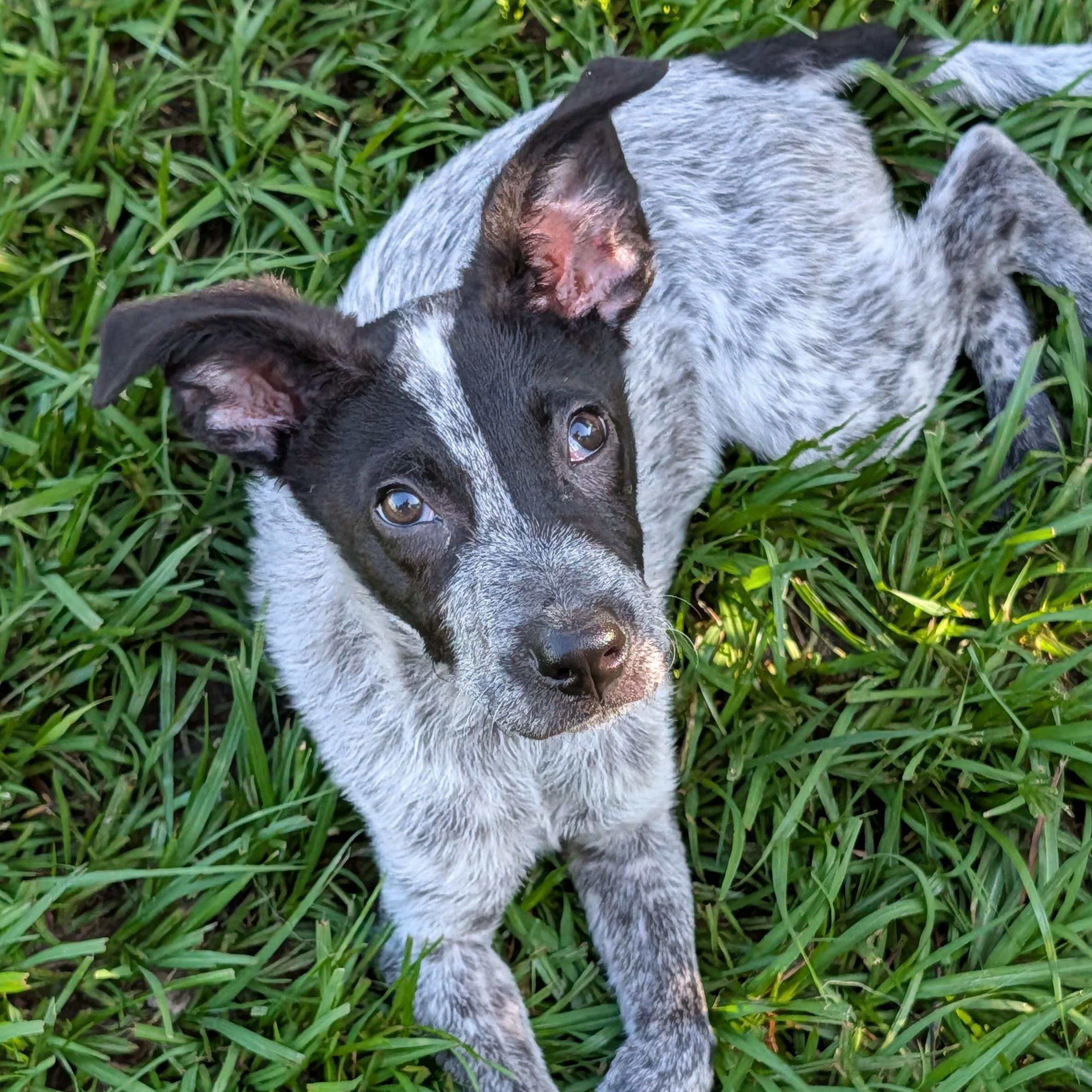 Enlarge Baby, a Adoptable mixed breed in Baton Rouge, LA image 2/6