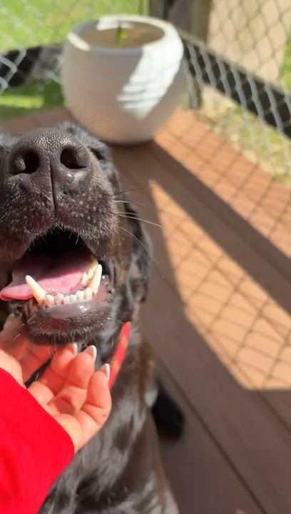 Enlarge Banzai, a ADOPTABLE mixed breed in Brooklyn, NY video 4/4