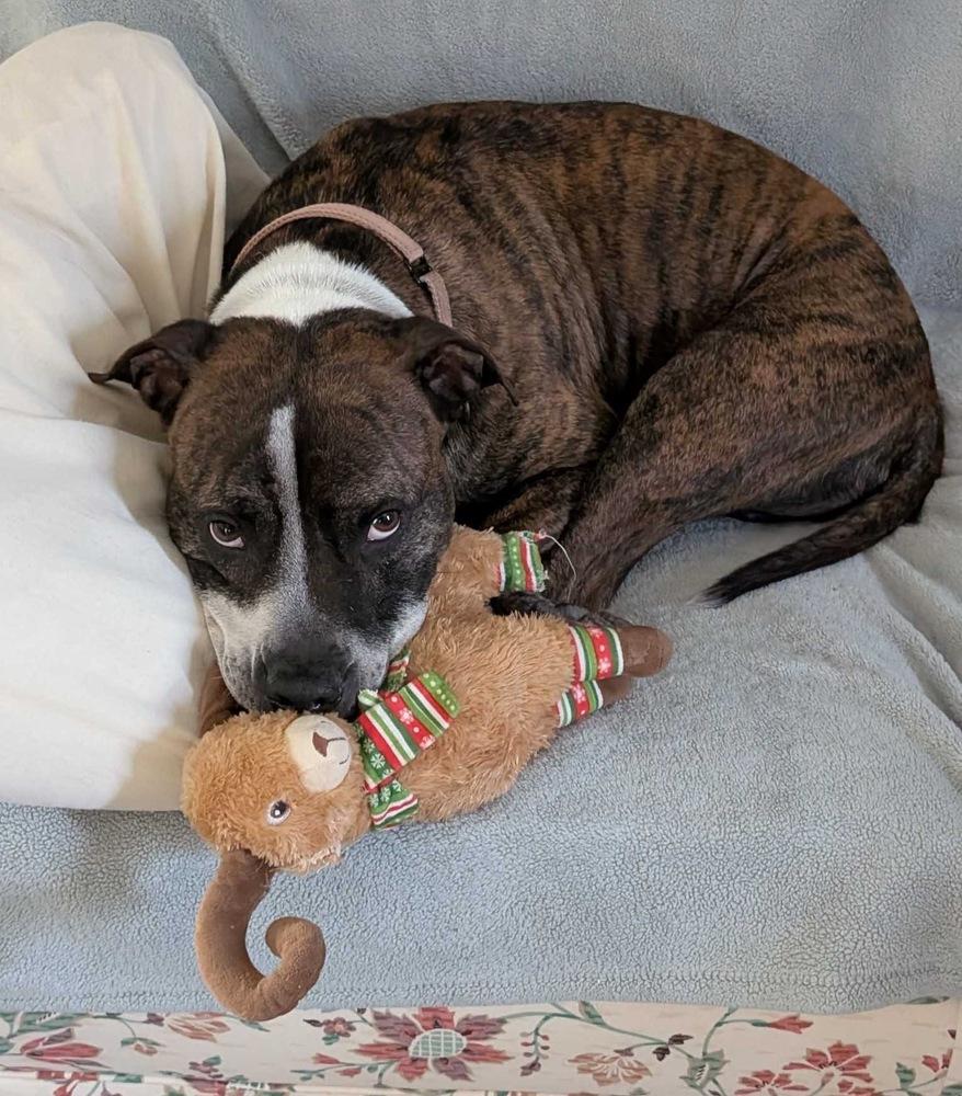 Winston, Adoptable, Adult Male American Staffordshire Terrier.