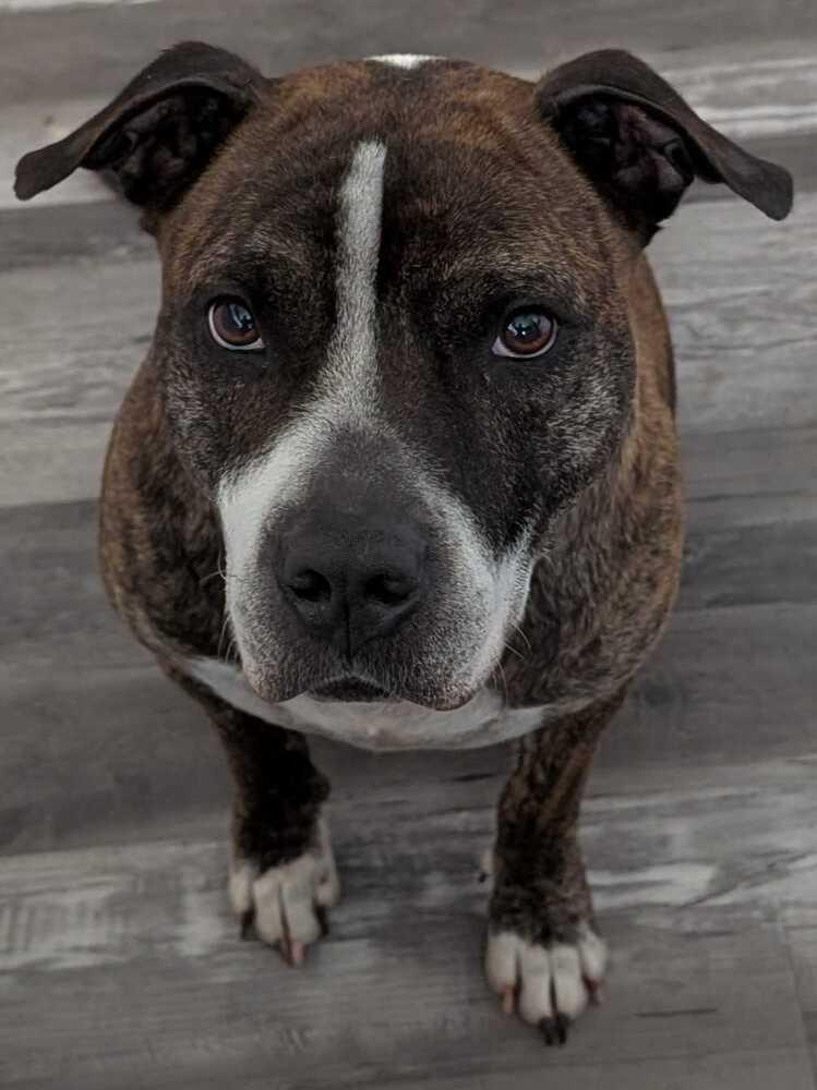 Enlarge Winston, a Adoptable mixed breed in Lakeland, FL image 1/5