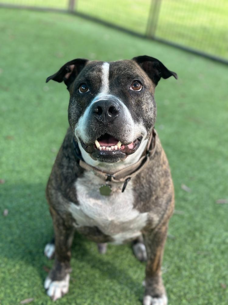 Enlarge Winston, a Adoptable mixed breed in Lakeland, FL image 2/5