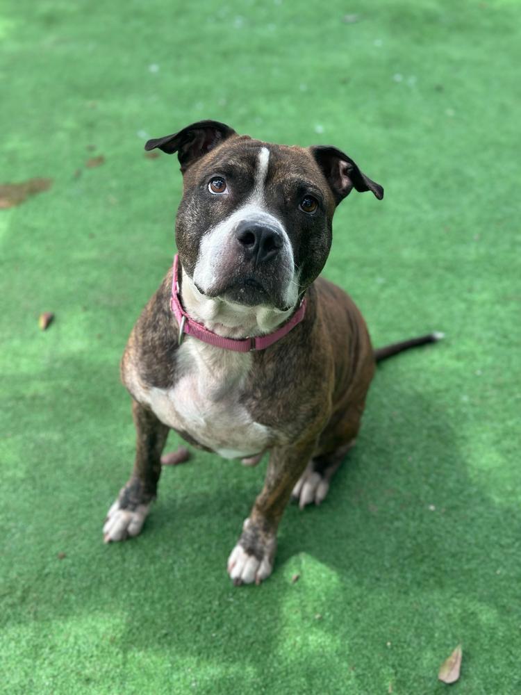 Winston, Adoptable, Adult Male American Staffordshire Terrier.