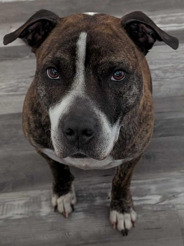 Enlarge Winston, a Adoptable mixed breed in Lakeland, FL image 3/6