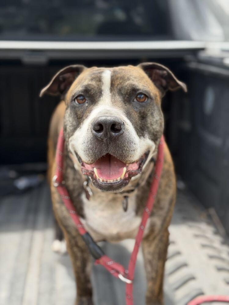 Enlarge Winston, a Adoptable mixed breed in Lakeland, FL image 4/5