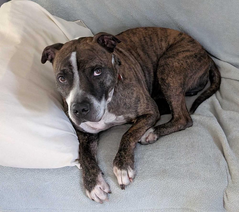 Enlarge Winston, a Adoptable mixed breed in Lakeland, FL image 4/6