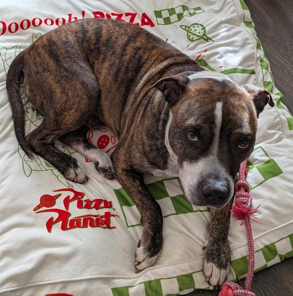 Enlarge Winston, a Adoptable mixed breed in Lakeland, FL image 5/6