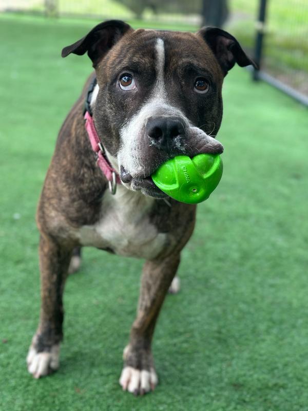 Enlarge Winston, a Adoptable mixed breed in Lakeland, FL image 5/6
