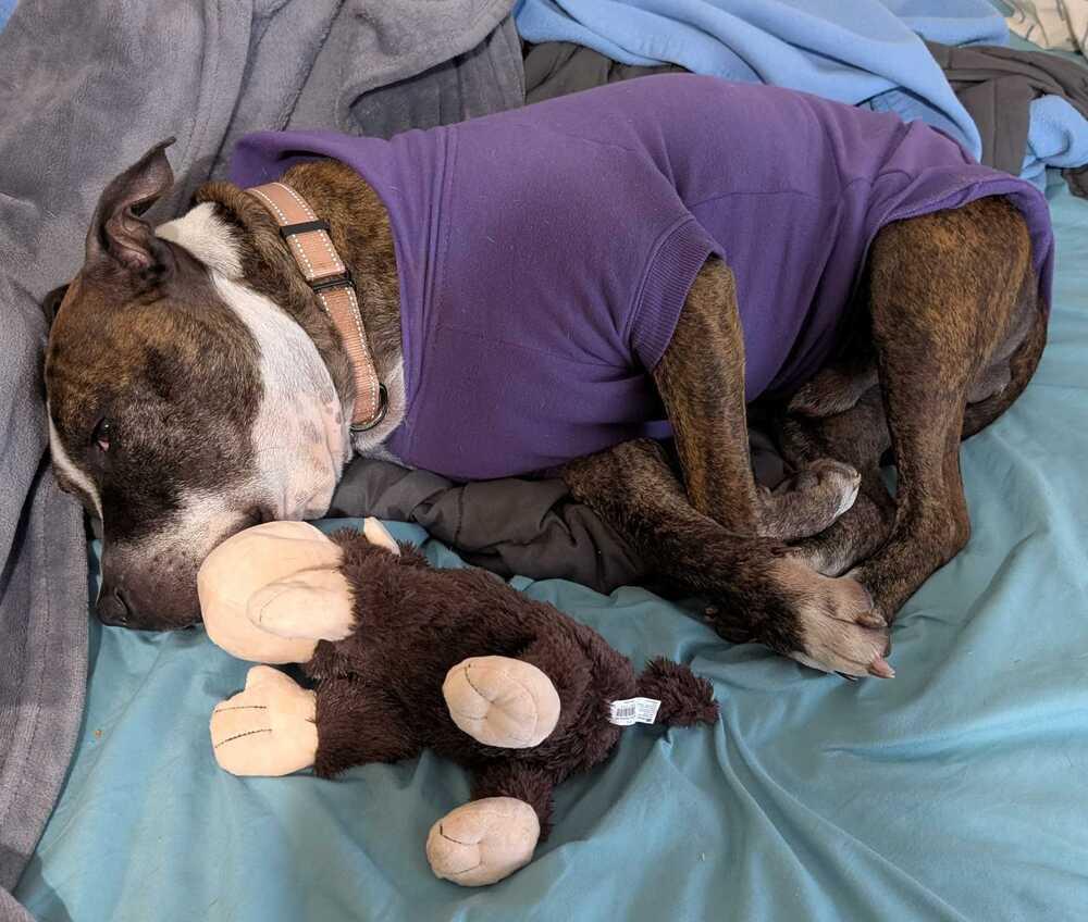 Enlarge Winston, a Adoptable mixed breed in Lakeland, FL image 6/6