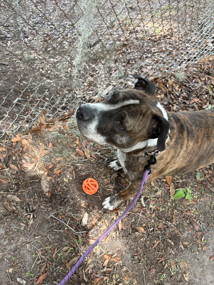 Enlarge Winston, a Adoptable mixed breed in Lakeland, FL image 6/6