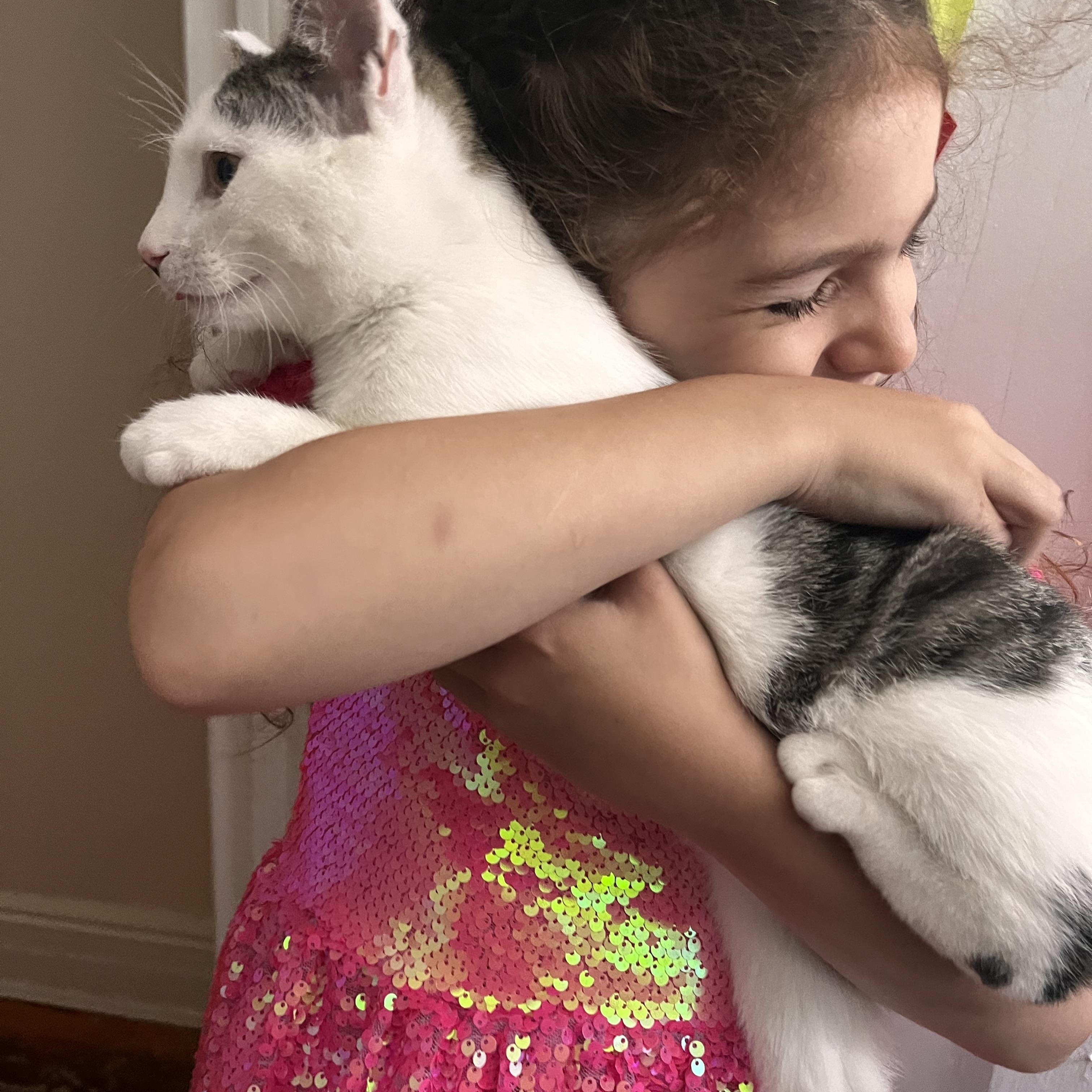 Enlarge Nemo, an adopted Domestic Short Hair in Brooklyn, NY image 4/5