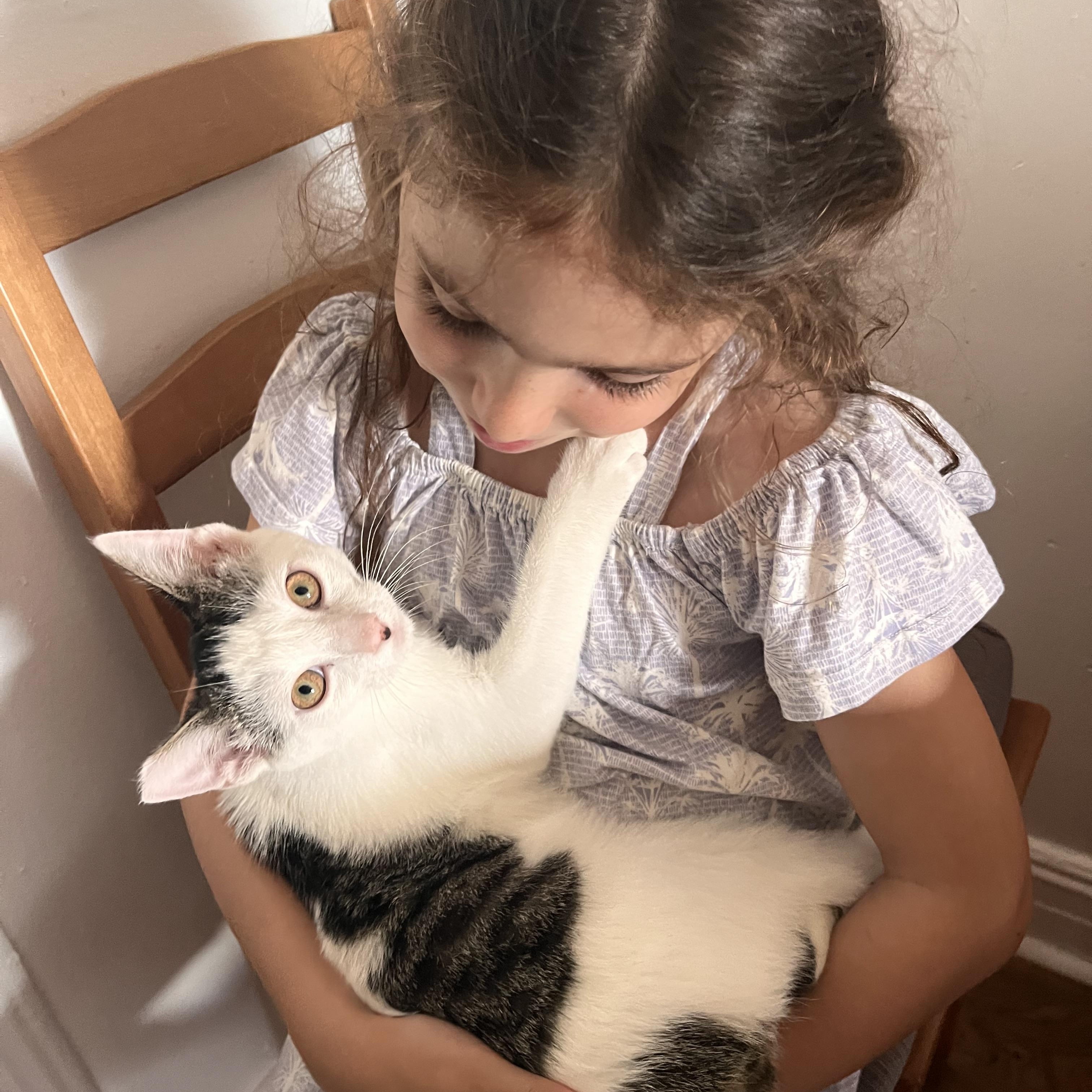 Enlarge Nemo, an adopted Domestic Short Hair in Brooklyn, NY image 2/5