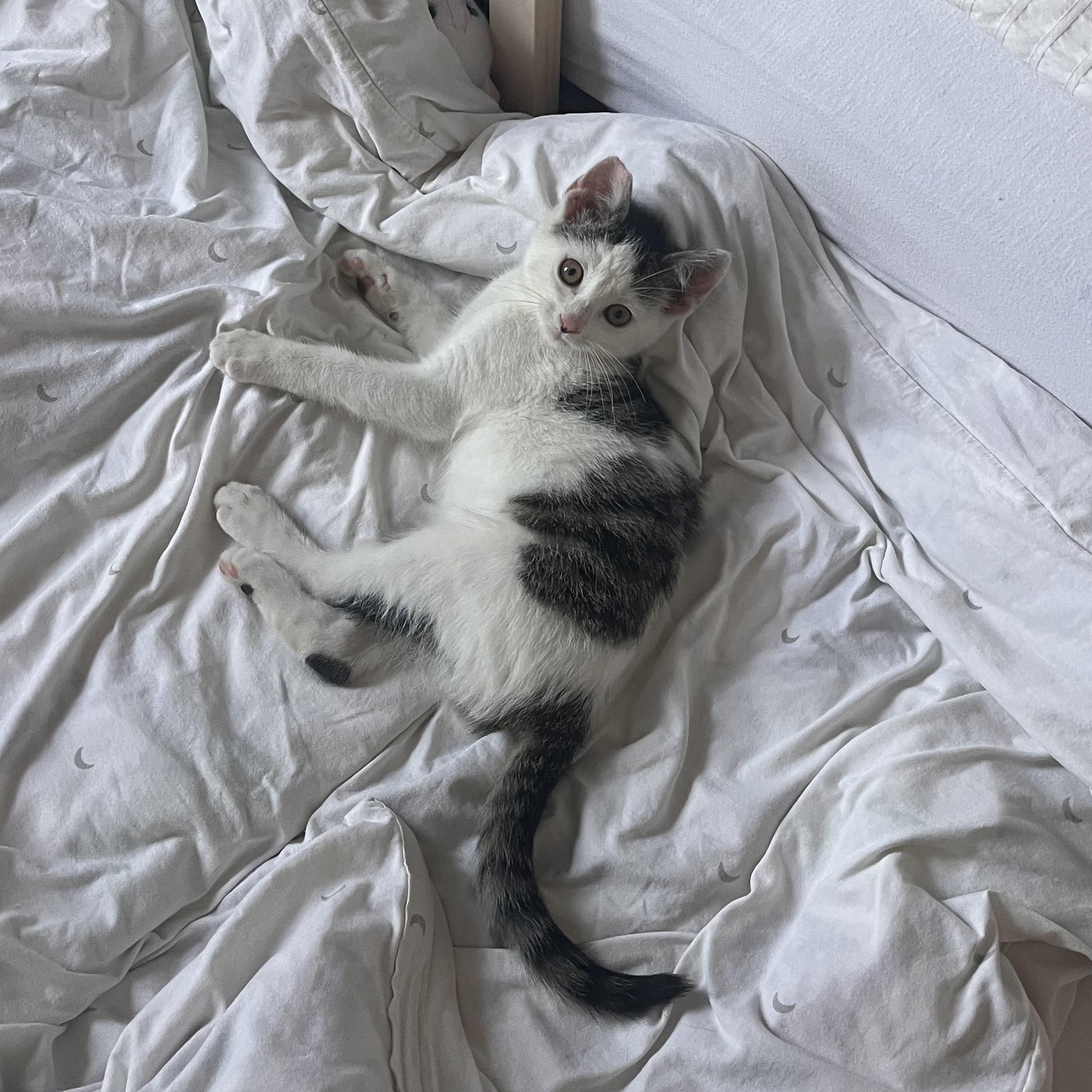 Enlarge Nemo, an adopted Domestic Short Hair in Brooklyn, NY image 3/5