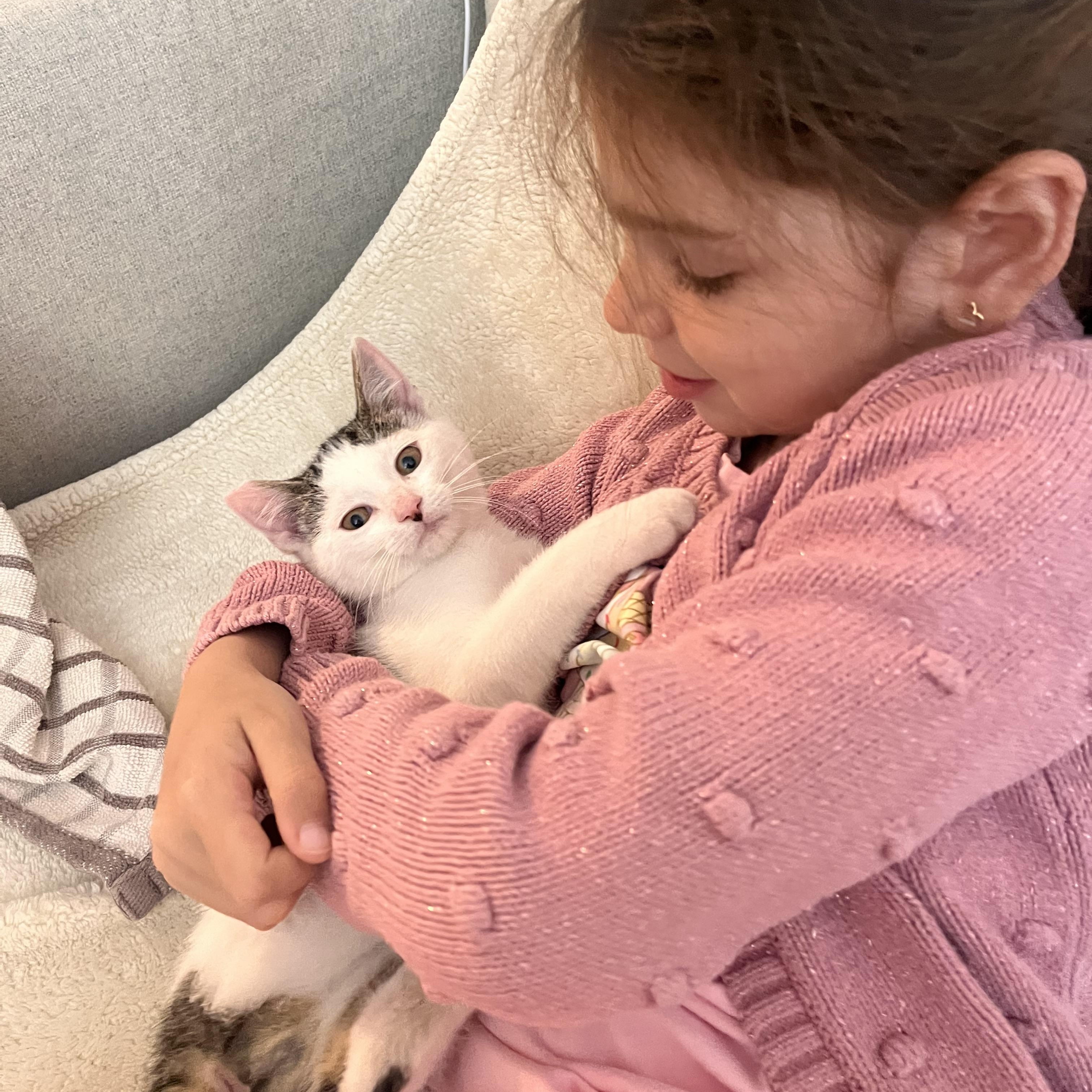 Enlarge Nemo, an adopted Domestic Short Hair in Brooklyn, NY image 5/5