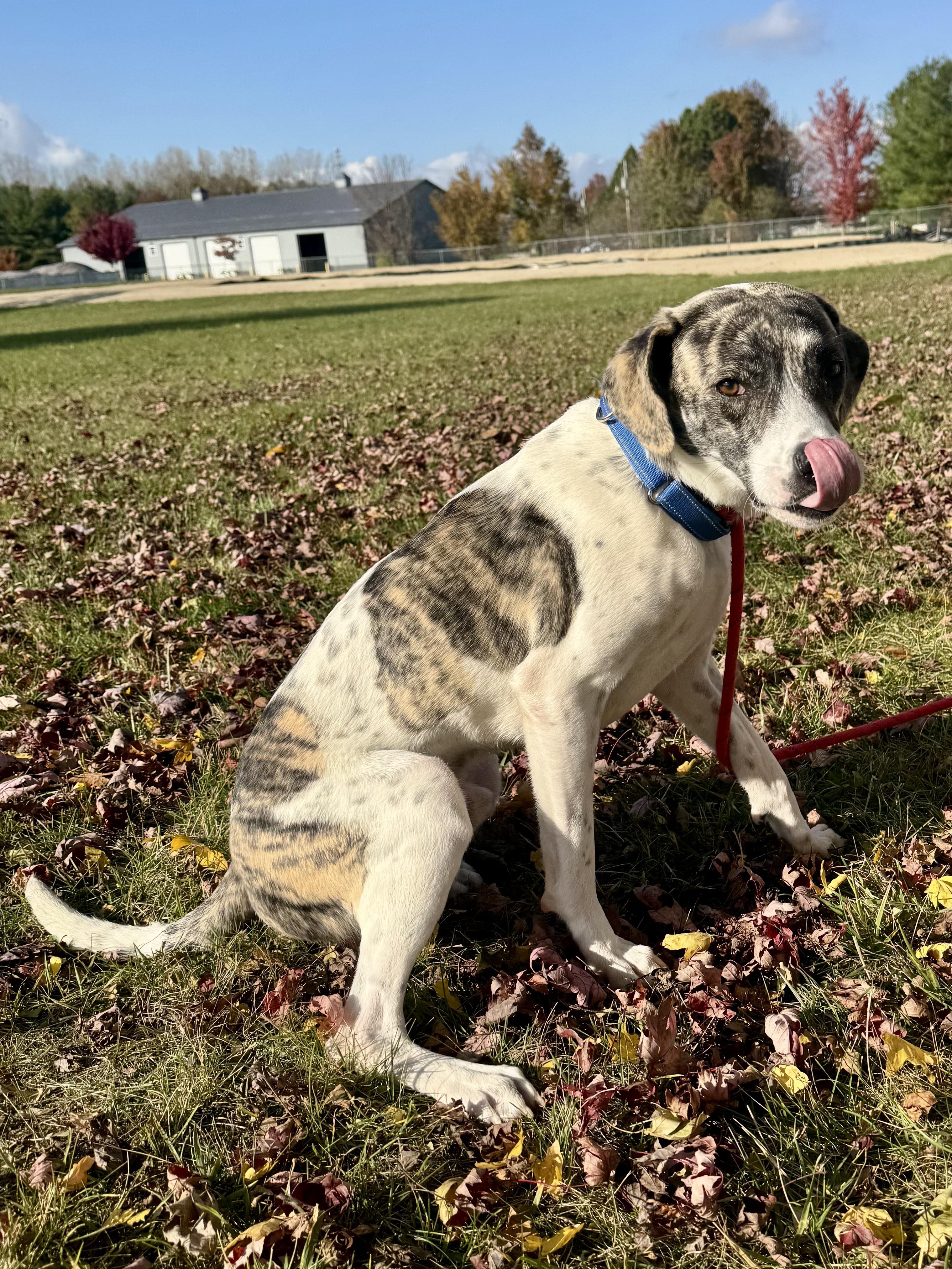 Enlarge Cheddar Bob, a Adoptable mixed breed in St. Joseph, MI image 1/1