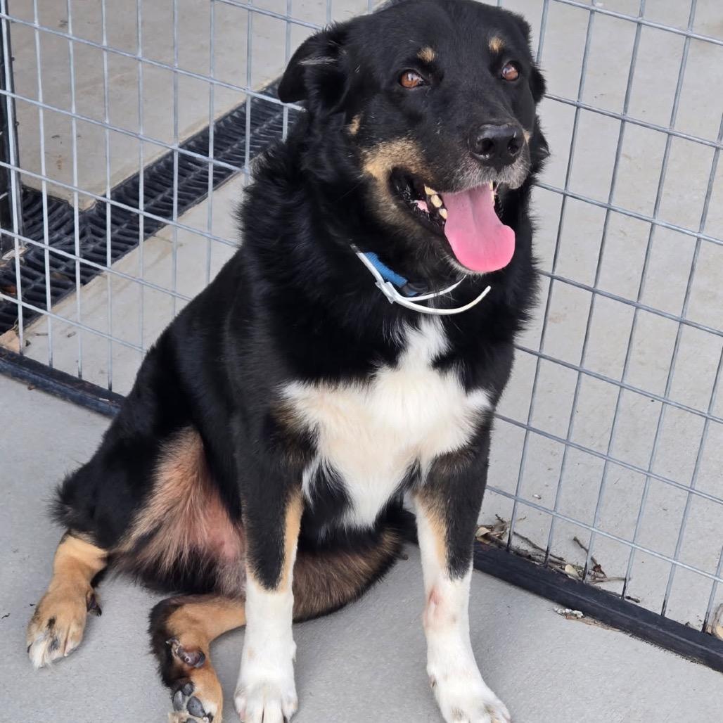 Pokie, Adoptable, Adult Male Rottweiler & Great Pyrenees.