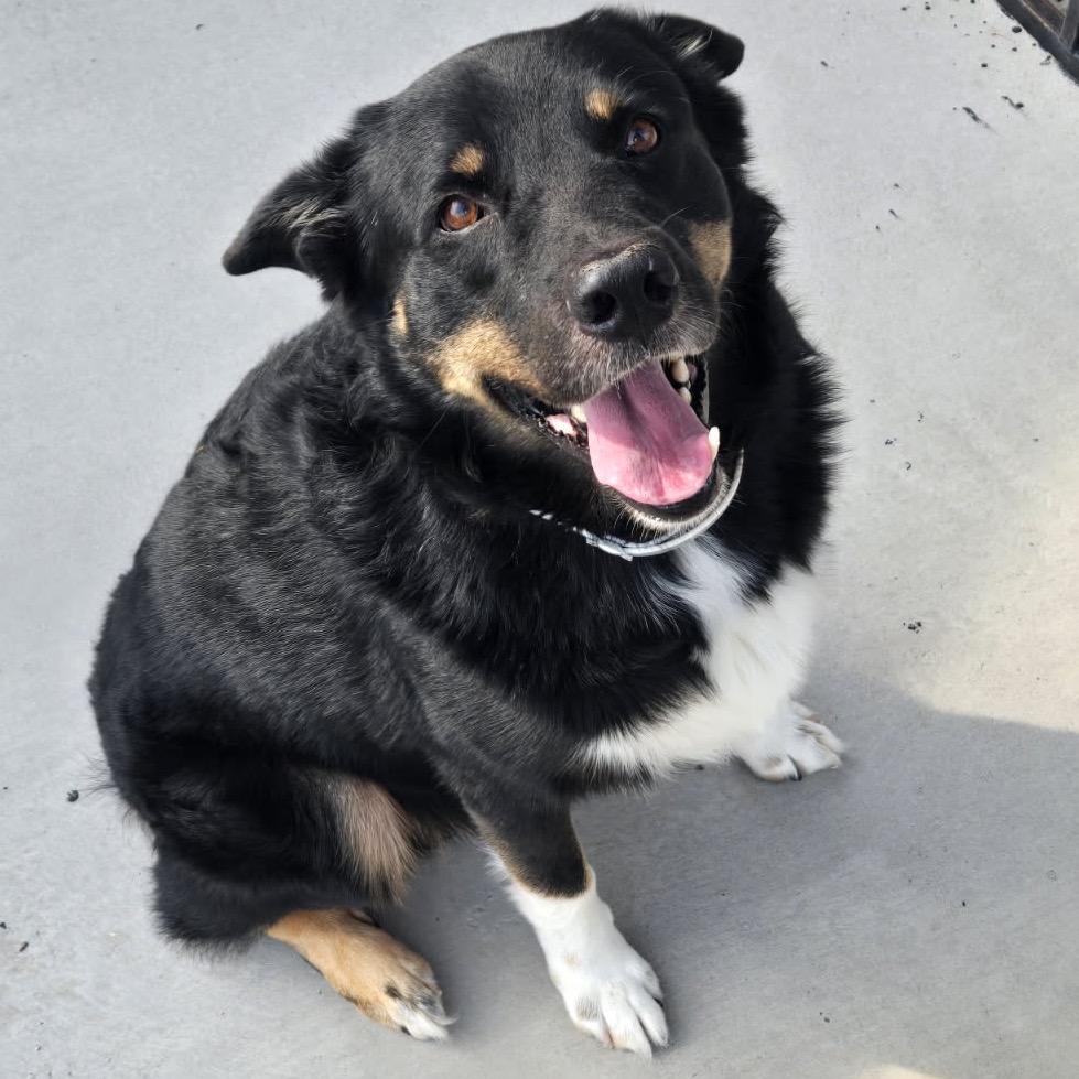 Pokie, a Adoptable mixed breed in Floresville, TX image 2/2