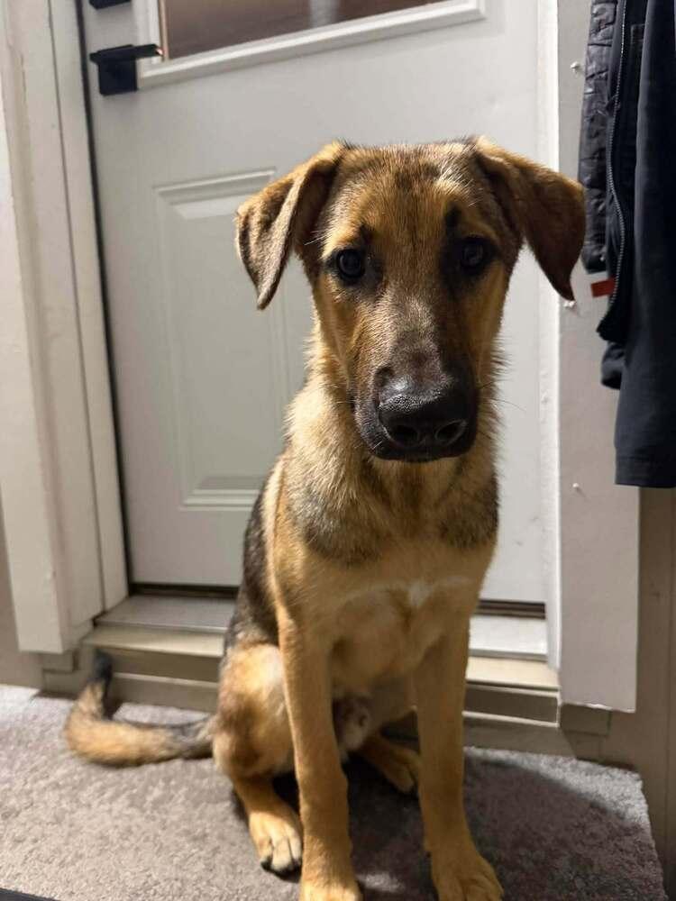 Elvis, Adoptable, Puppy Male German Shepherd Dog.