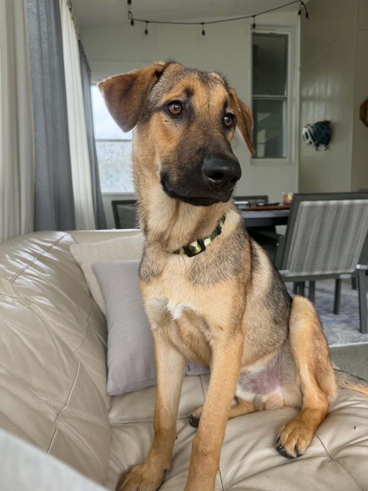 Enlarge Elvis, a Adoptable German Shepherd Dog in Fredonia, WI image 2/3