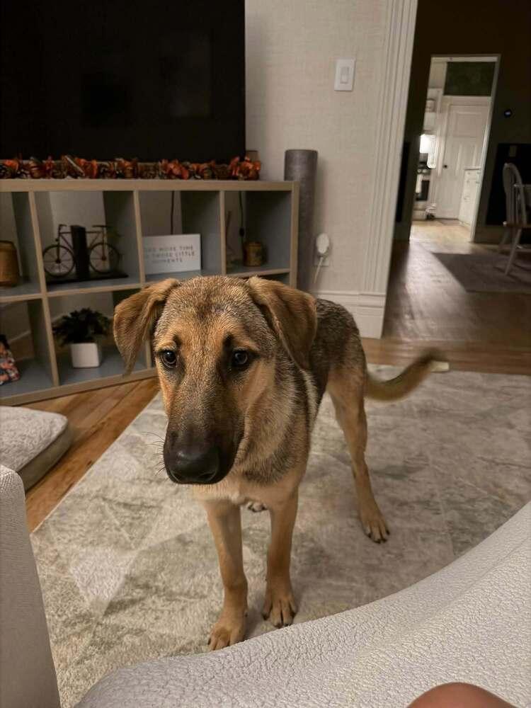 Enlarge Elvis, a Adoptable German Shepherd Dog in Fredonia, WI image 3/3