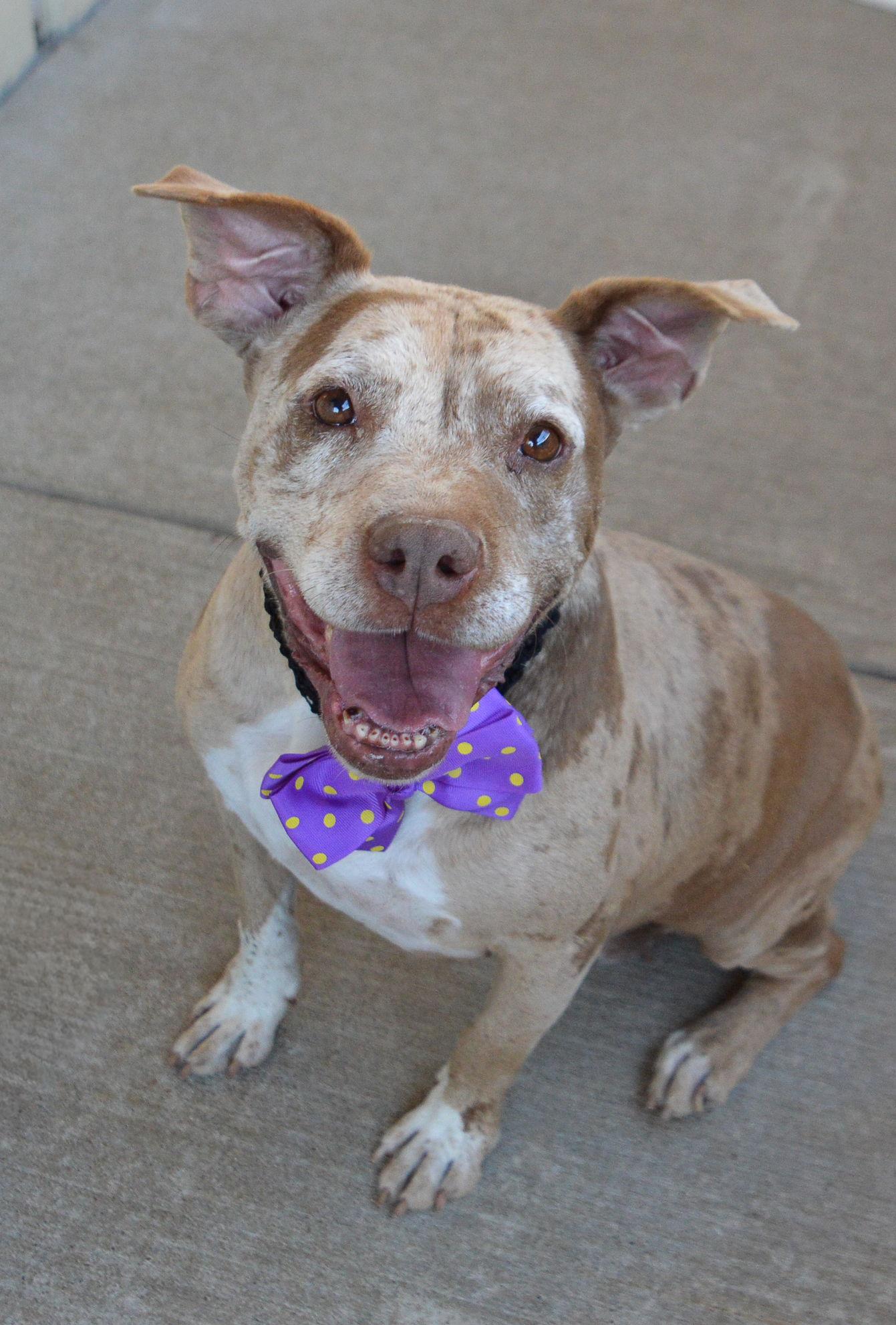 Nyx, Adoptable, Adult Female Pit Bull Terrier.