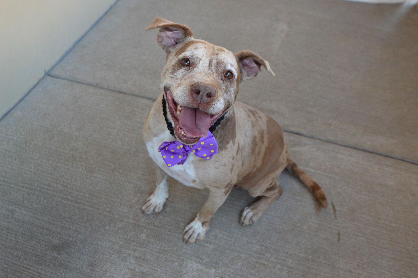Enlarge Nyx, a Adoptable Pit Bull Terrier in McKinney, TX image 2/3