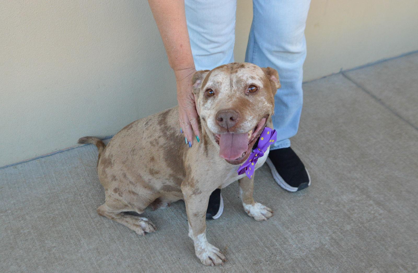 Enlarge Nyx, a Adoptable Pit Bull Terrier in McKinney, TX image 3/3