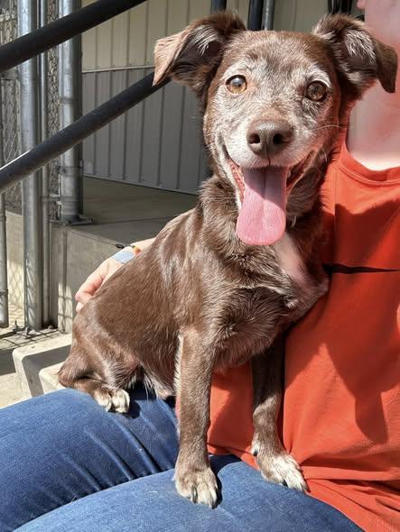 Enlarge Mocha, an adopted mixed breed in Clinton, IL image 1/1