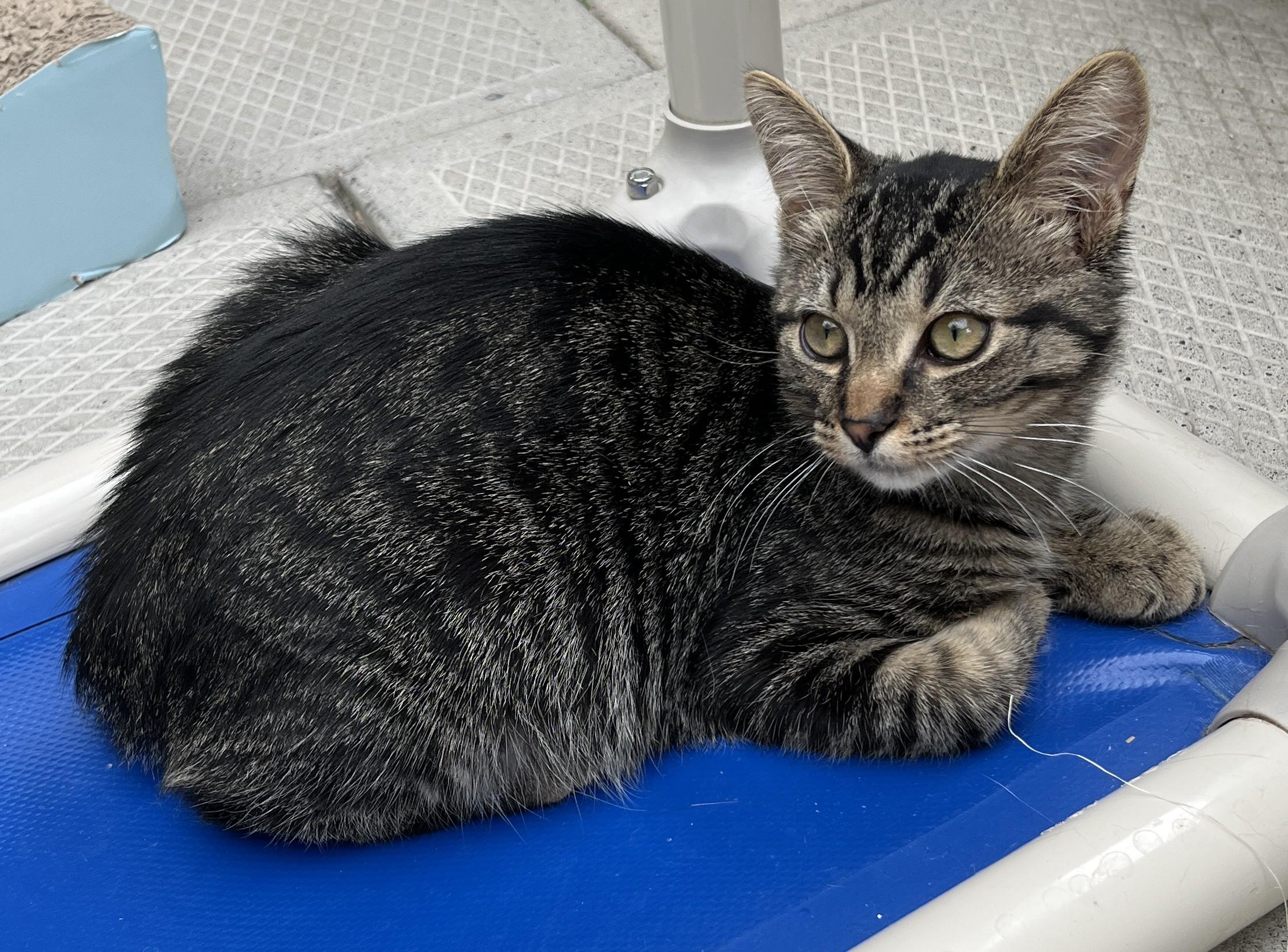OURSON (CR-SC), a Adoptable Domestic Short Hair in Sainte-Angele-de-Monnoir, QC image 5/6