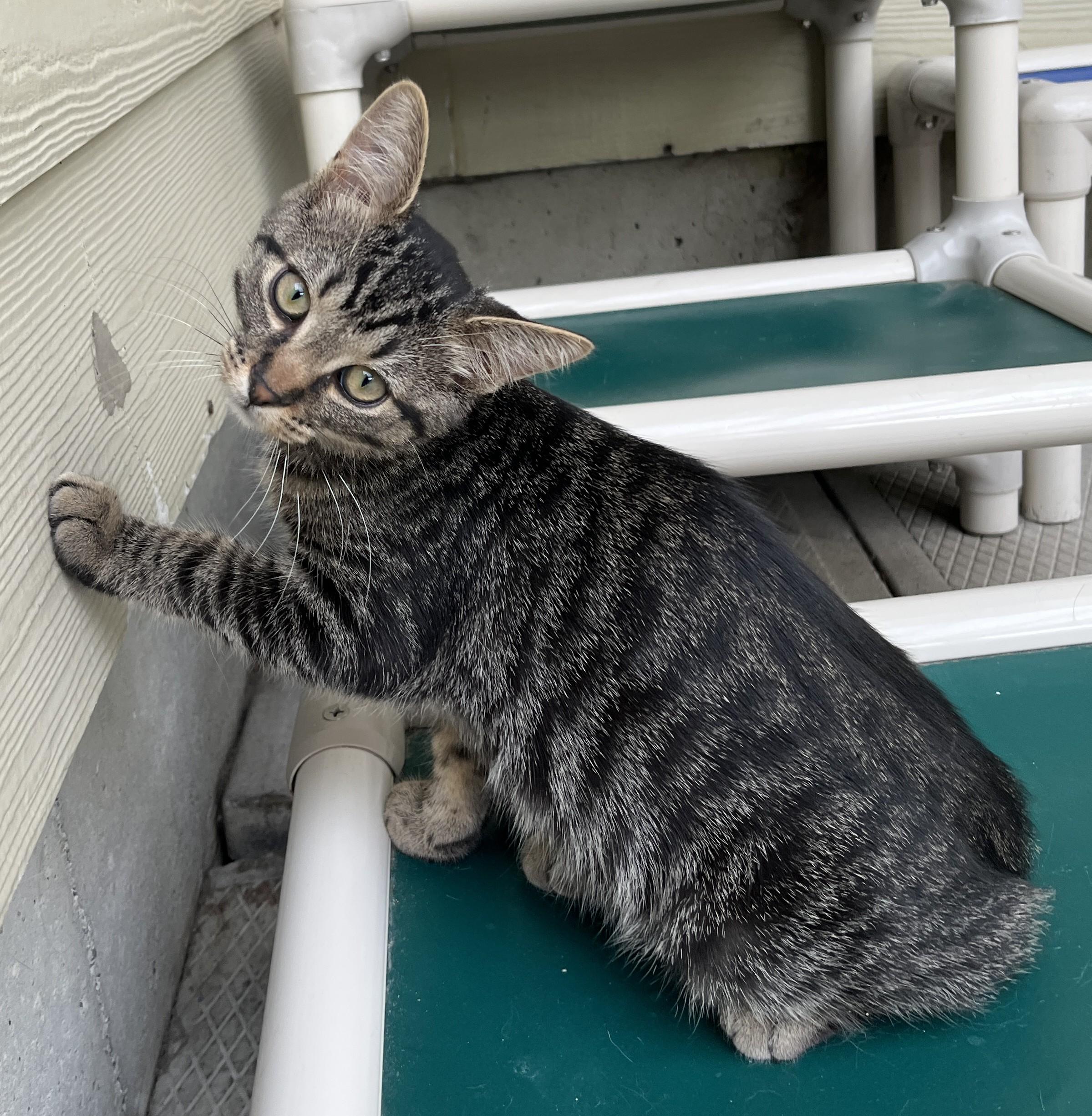 OURSON (CR-SC), a Adoptable Domestic Short Hair in Sainte-Angele-de-Monnoir, QC image 3/6