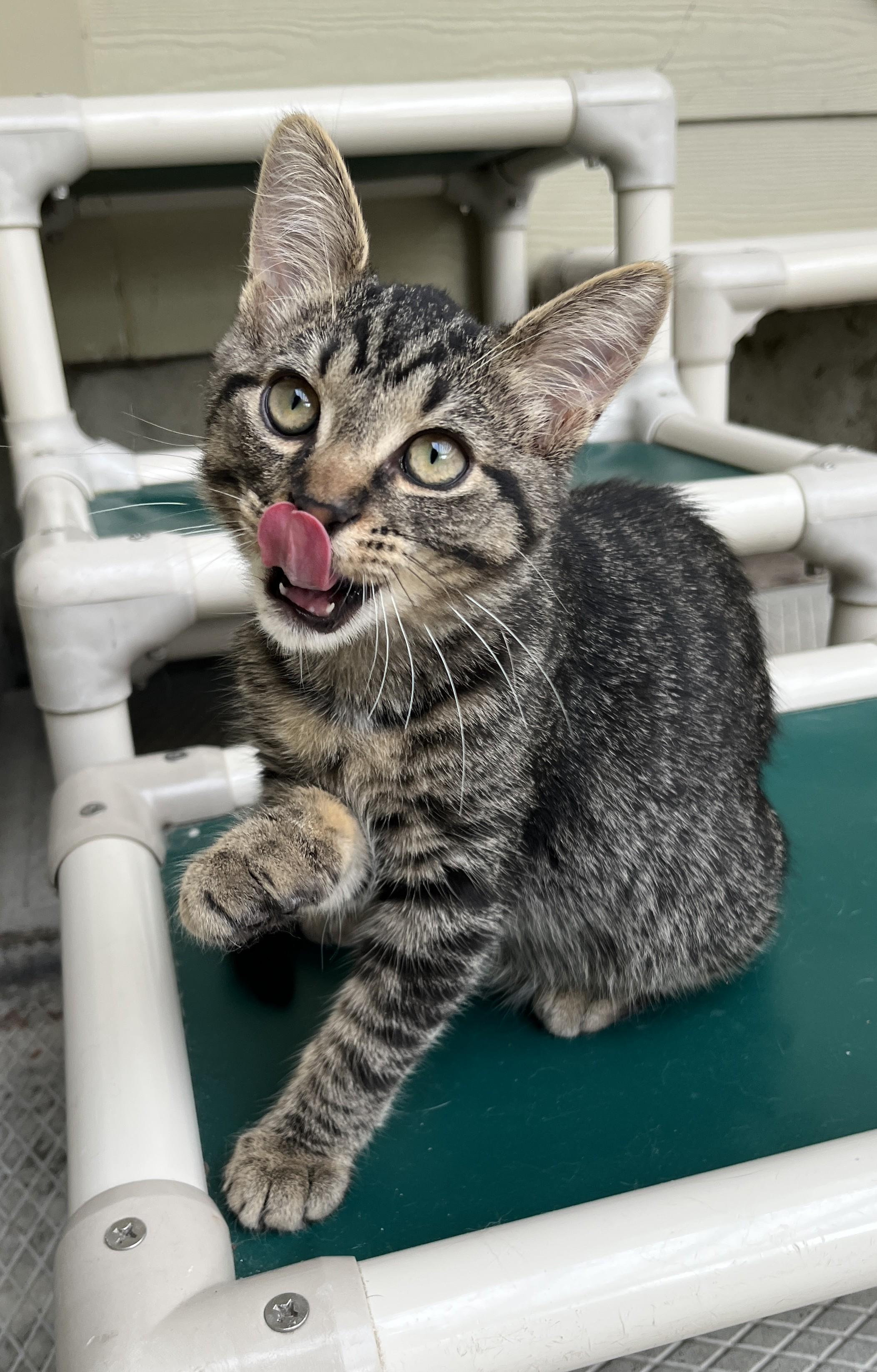 OURSON (CR-SC), a Adoptable Domestic Short Hair in Sainte-Angele-de-Monnoir, QC image 2/6