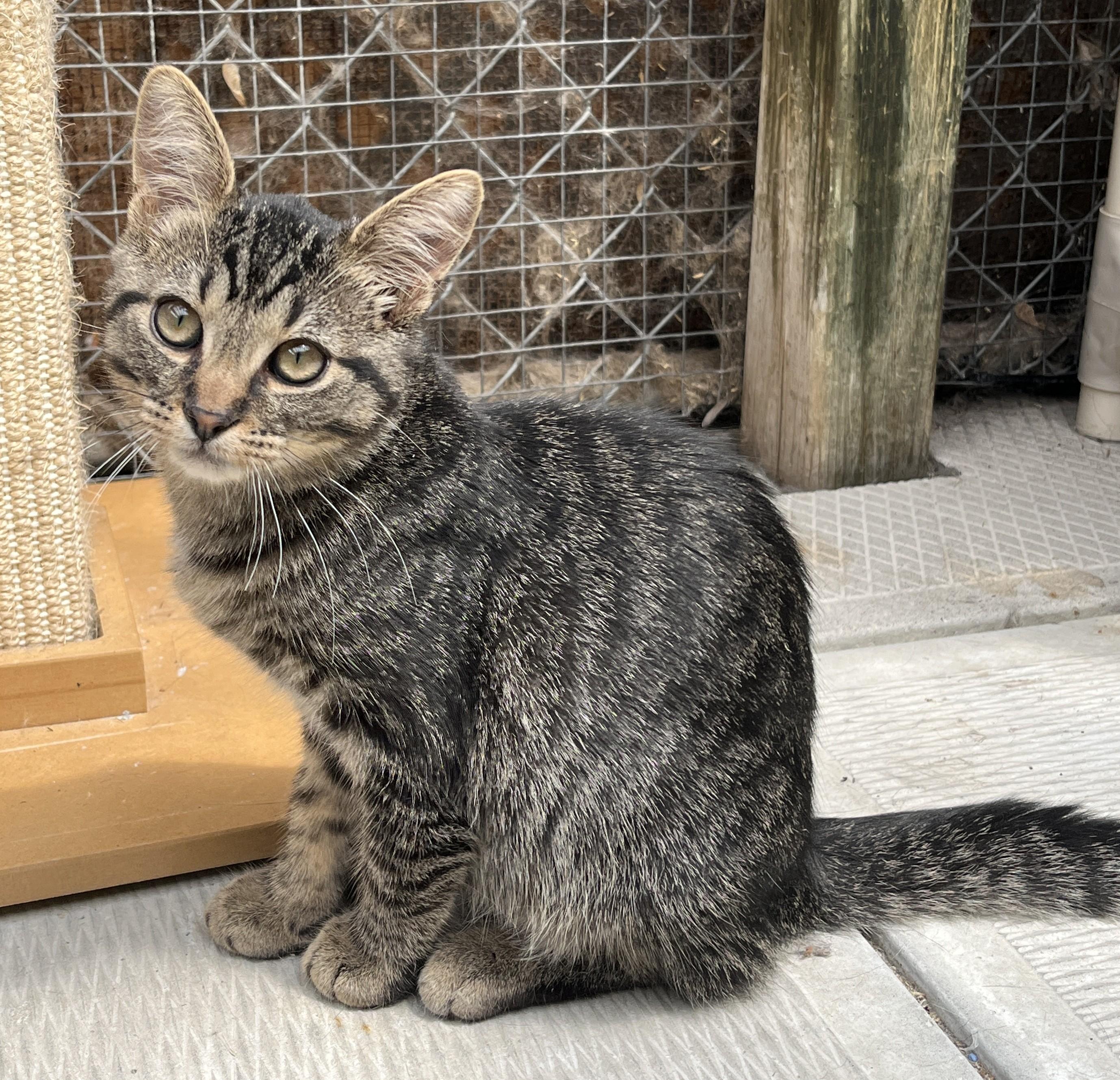OURSON (CR-SC), a Adoptable Domestic Short Hair in Sainte-Angele-de-Monnoir, QC image 1/6