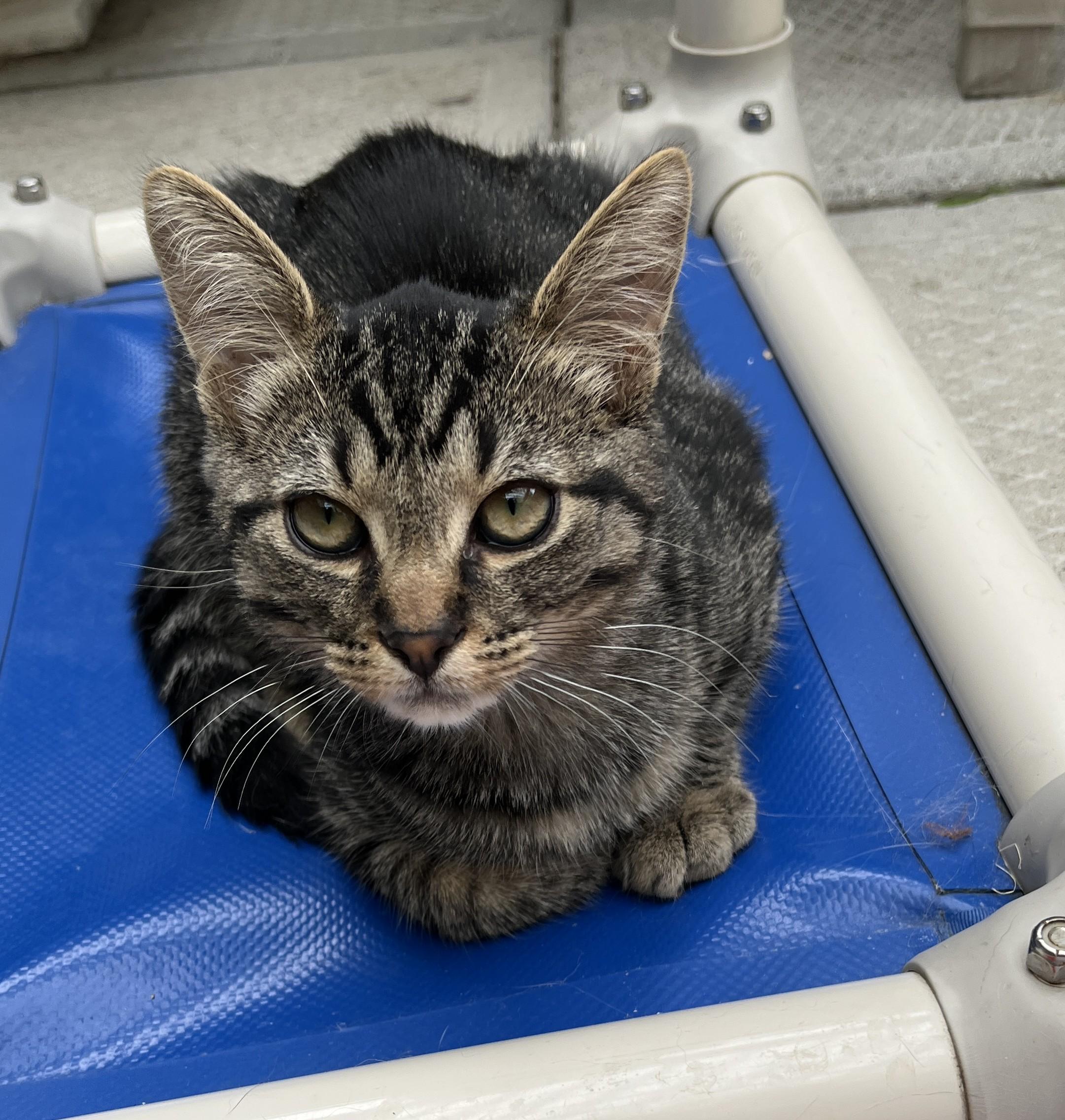 OURSON (CR-SC), a Adoptable Domestic Short Hair in Sainte-Angele-de-Monnoir, QC image 4/6