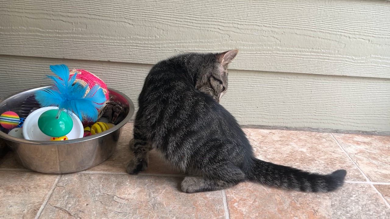 Enlarge OURSON (CR-SC), a Adoptable Domestic Short Hair in Sainte-Angele-de-Monnoir, QC video 6/6