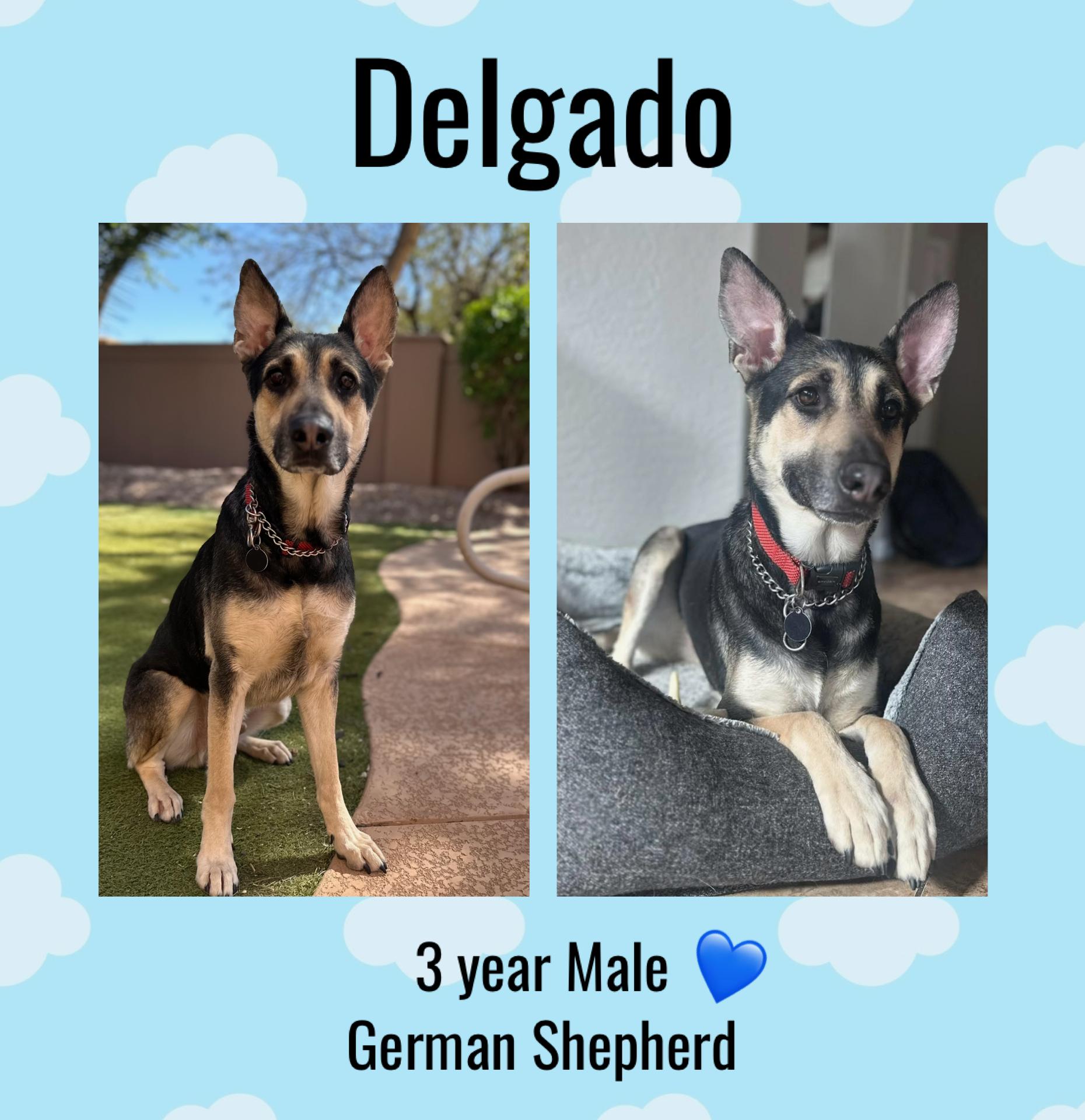 DELGADO  – 3 YR GERMAN SHEPHERD  MALE