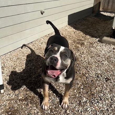 Pickles, Young Female American Bulldog