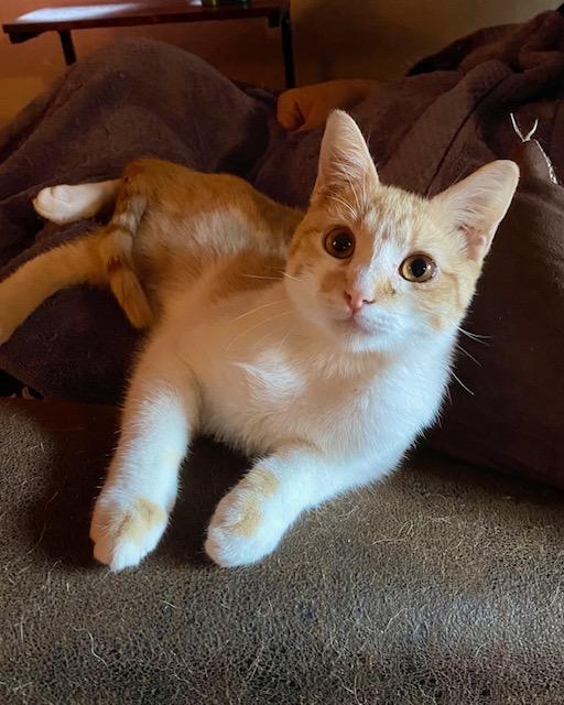 Enlarge Sly, a Adoptable Domestic Short Hair in Hillsboro, OR image 1/4
