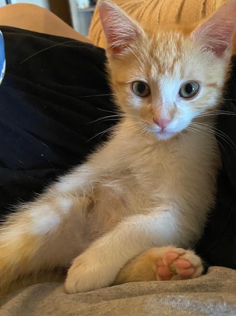 Enlarge Sly, a Adoptable Domestic Short Hair in Hillsboro, OR image 1/3