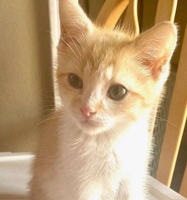 Enlarge Sly, a Adoptable Domestic Short Hair in Hillsboro, OR image 2/3
