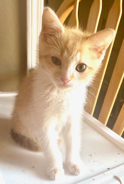 Enlarge Sly, a Adoptable Domestic Short Hair in Hillsboro, OR image 3/3