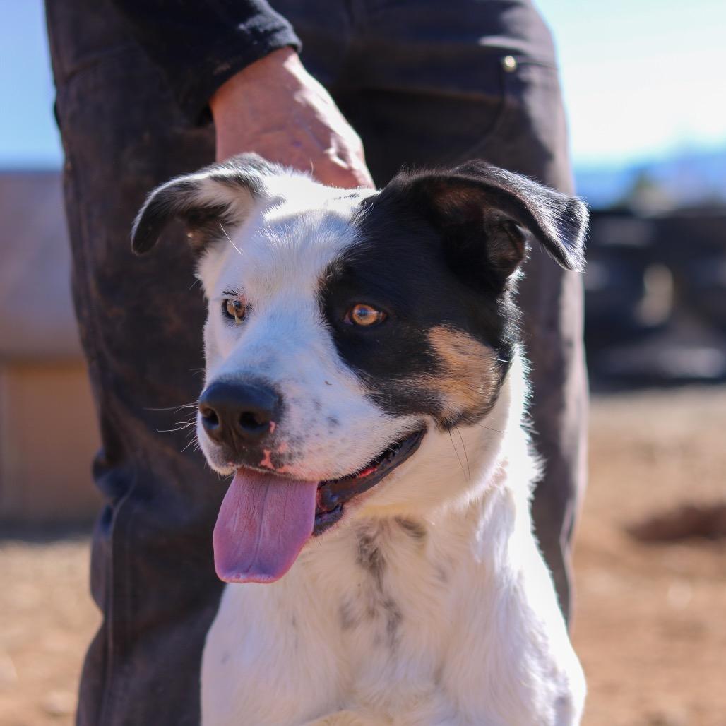 Buzz, a Adoptable mixed breed in Taos, NM image 1/2