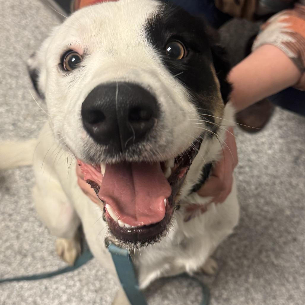 Enlarge Buzz, a Adoptable mixed breed in Taos, NM image 1/1