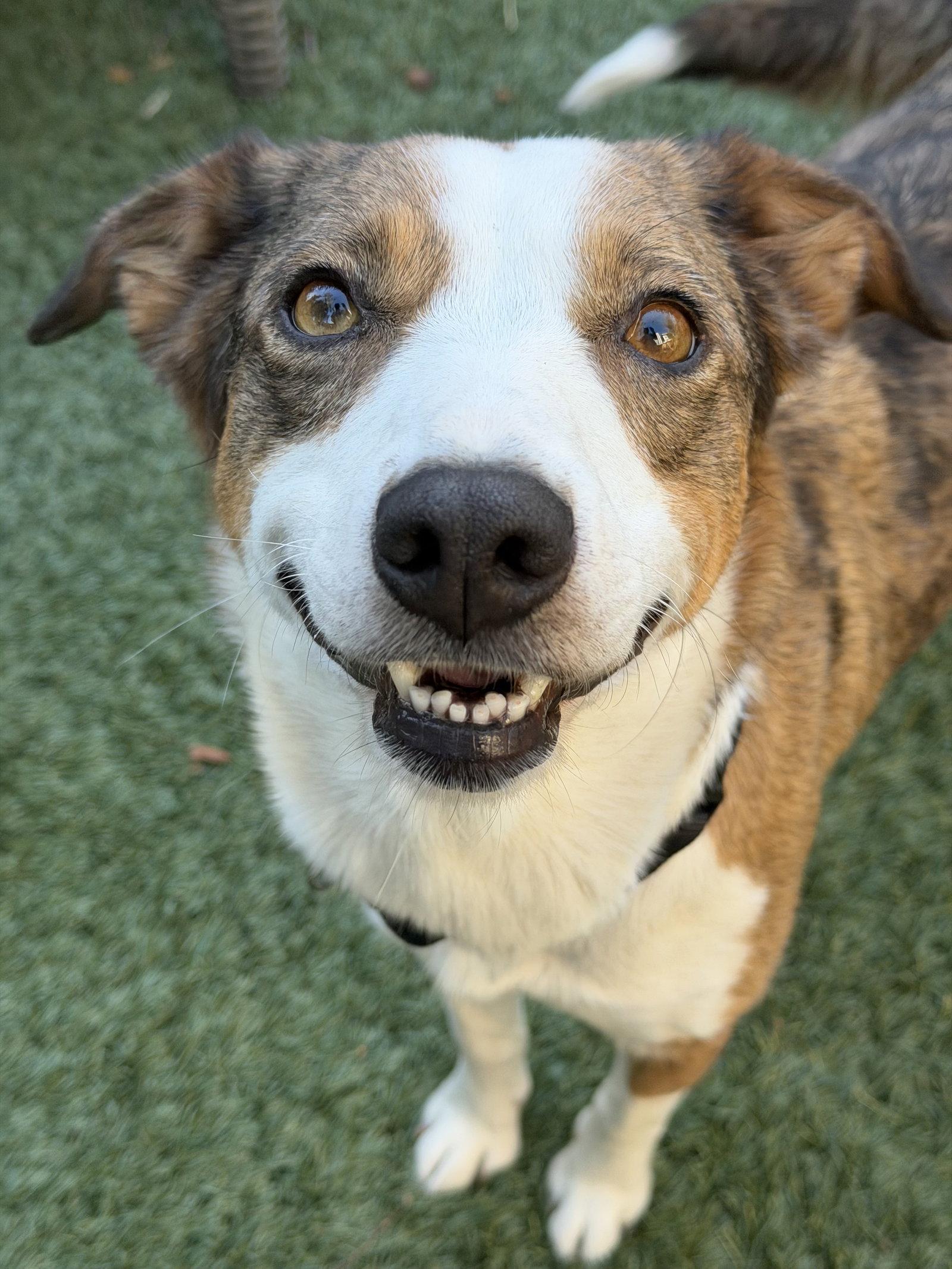 Lady, Adoptable, Adult Female Border Collie.