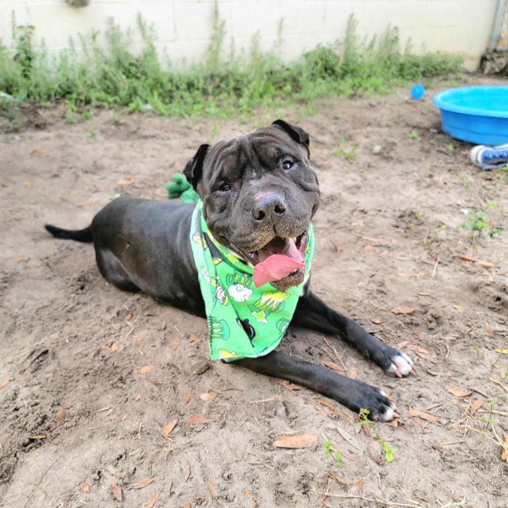 Enlarge Kimbo, a Adoptable mixed breed in Lake Panasoffkee, FL image 1/6