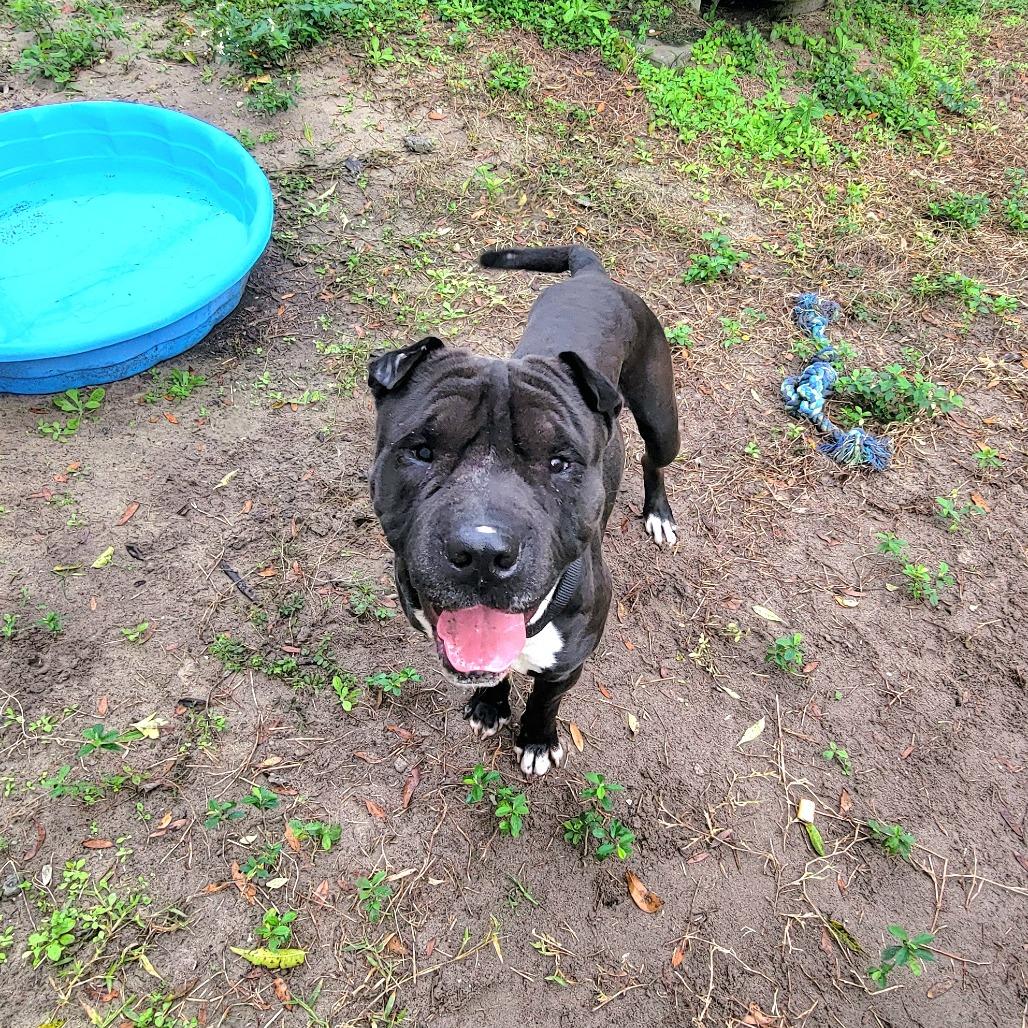 Kimbo, Adoptable, Adult Male Pit Bull Terrier & Shar-Pei.